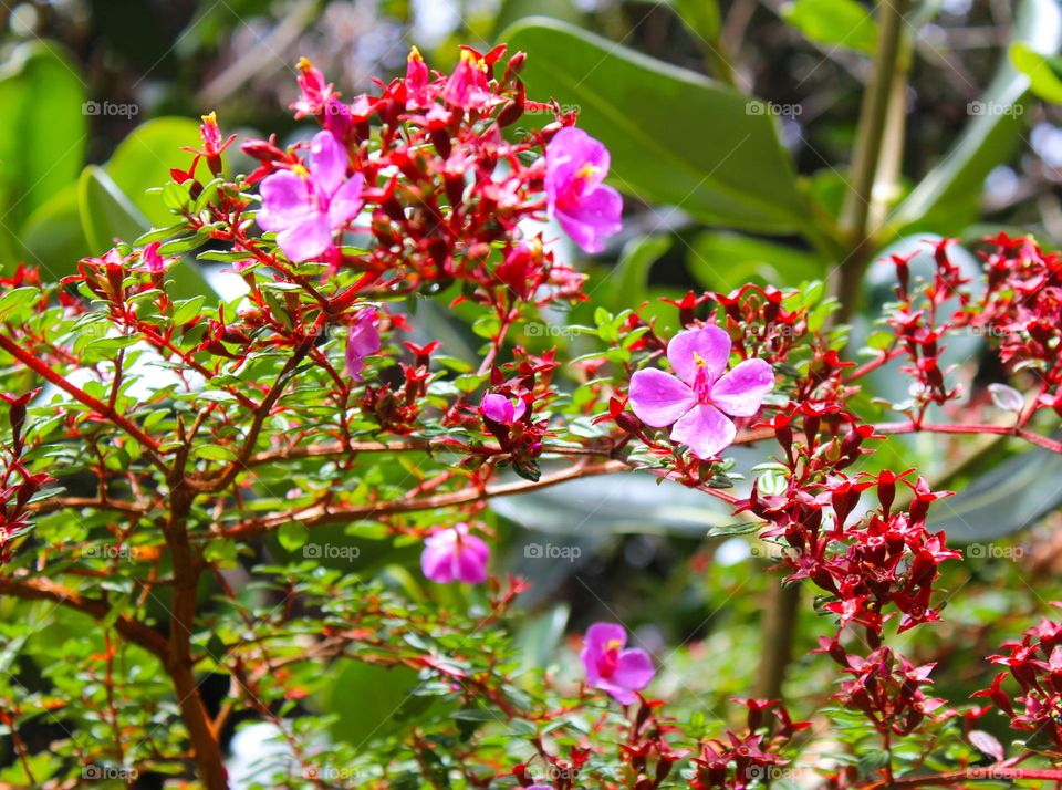 Tibouchina or princess flowers,  beautiful pink tropical flowers that grow as a small tree or shrubs