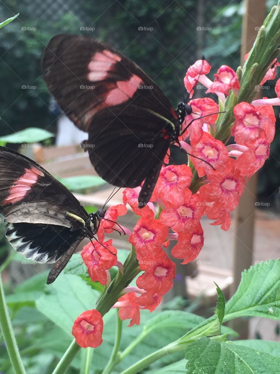 Sioux Falls Butterfly House, Sioux Falls, SD