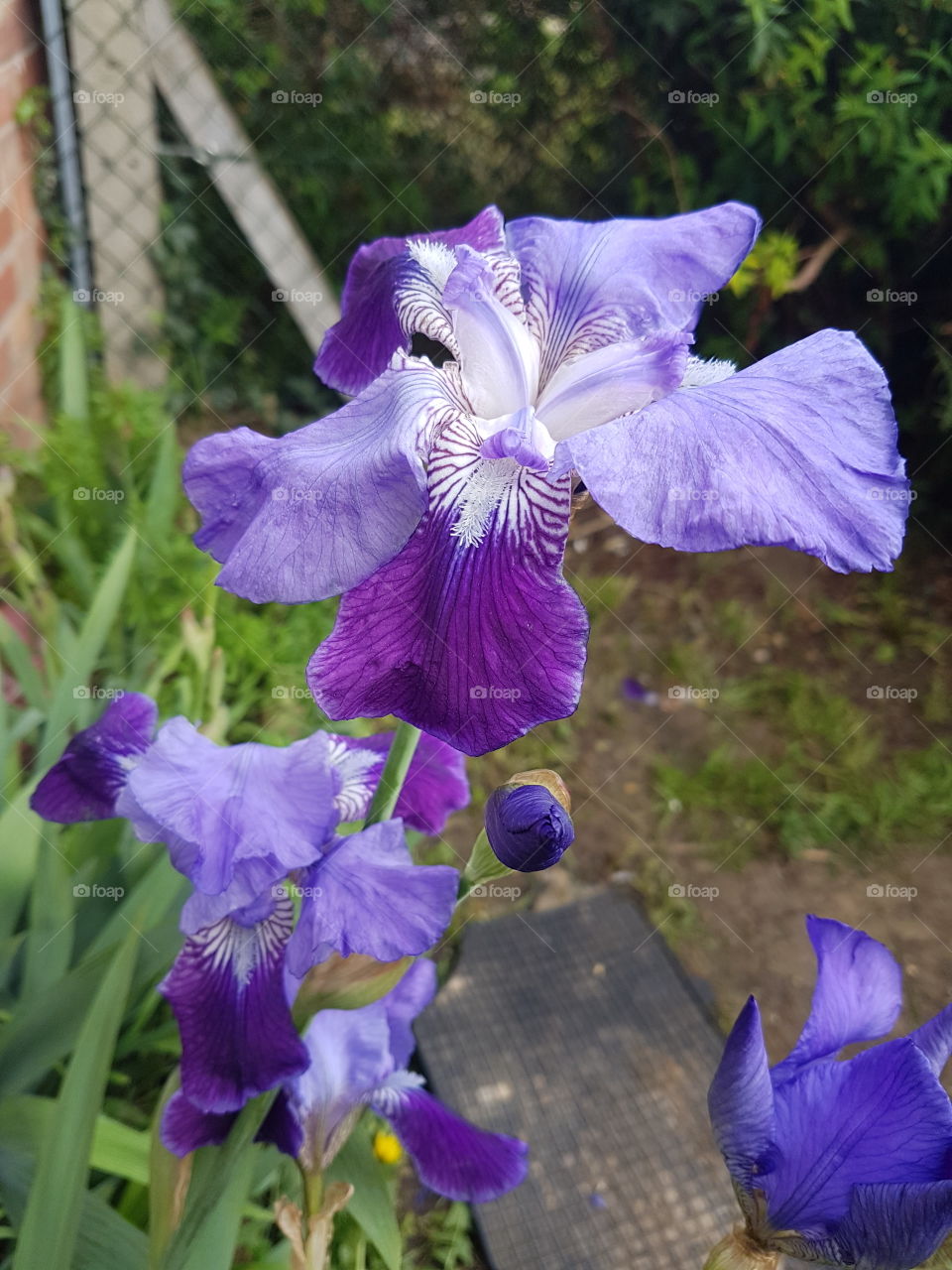 Irises in bloom
