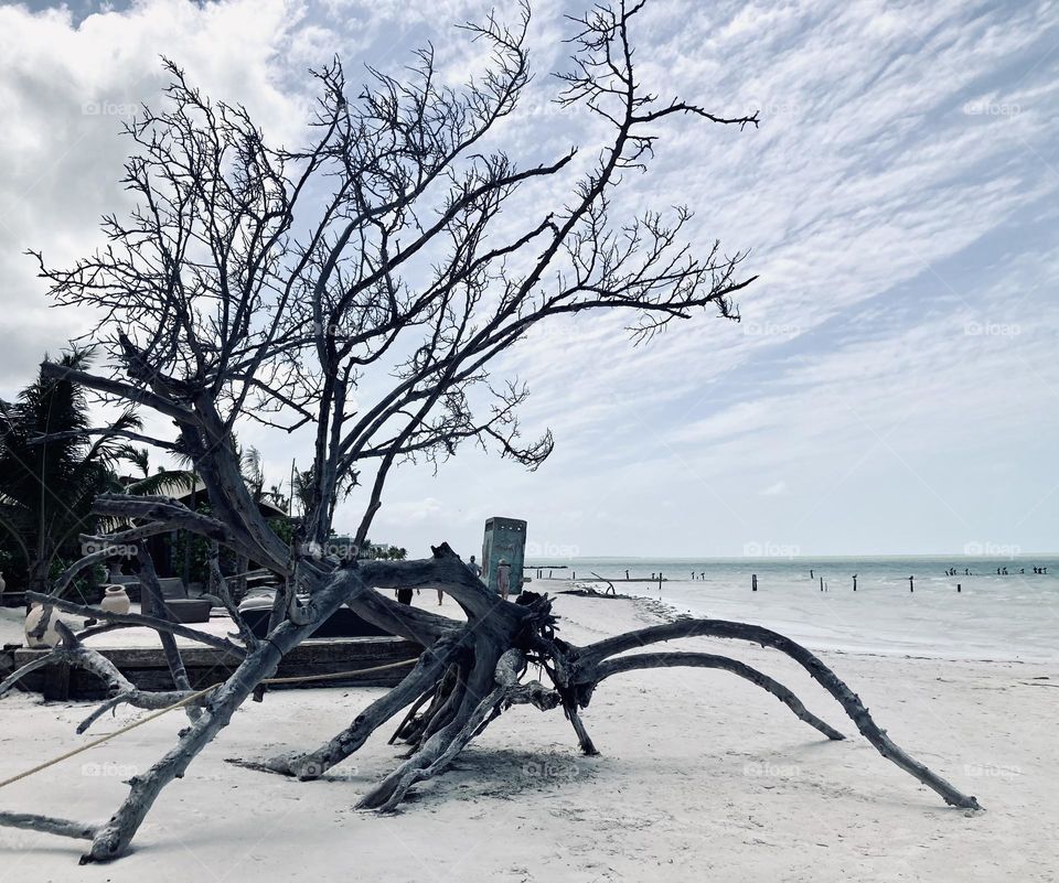 This bug-like tree appears to be crawling into the sea.