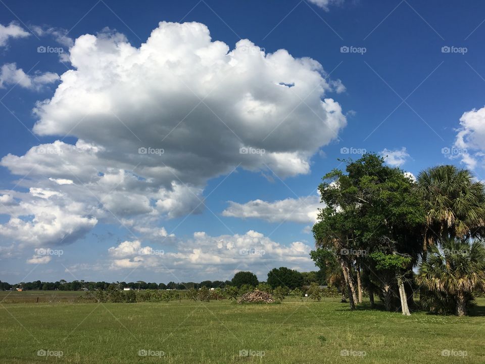 Here is another image of a landscape taken in my backyard here in Florida on a bright sunny day this one's actually facing north east all my other pictures are taken facing other southern positions I will have more pictures of landscapes coming soon.