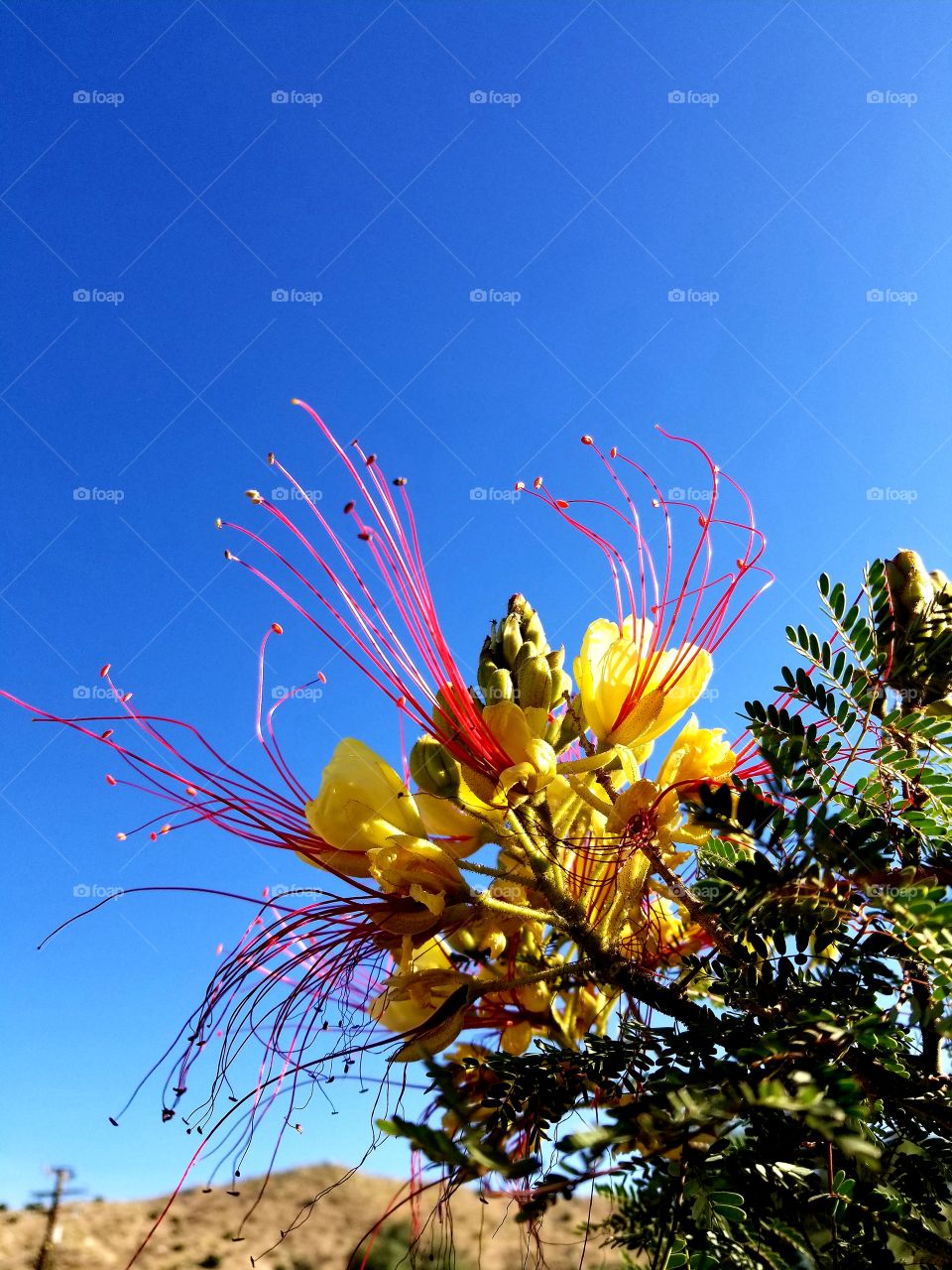 Mexican Bird of Paradise Against a Blue Desert Sky