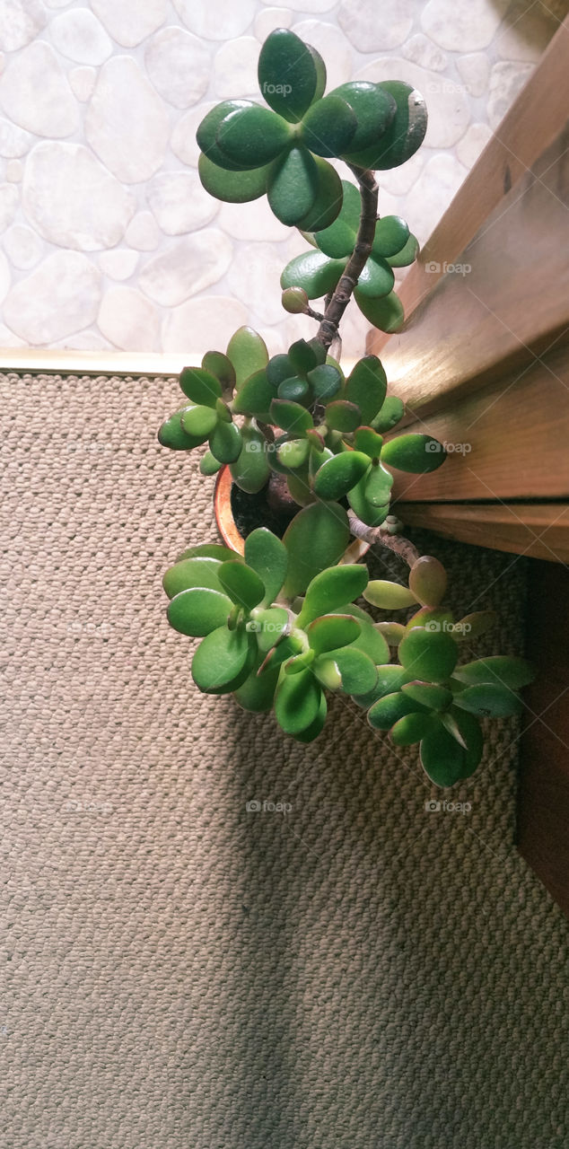 Flowerpot with crassula