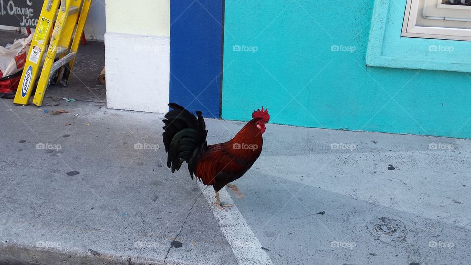this guy was crowing his heart out at Daybreak along Duval Street. These chickens run wild on the island