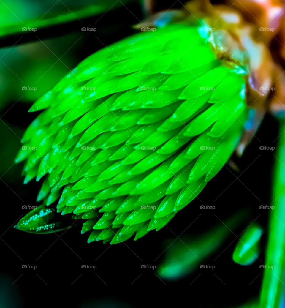 closeup of bright green budding needles on a pine tree on a bright spring day
