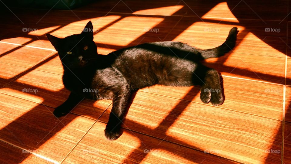 cat on shadow