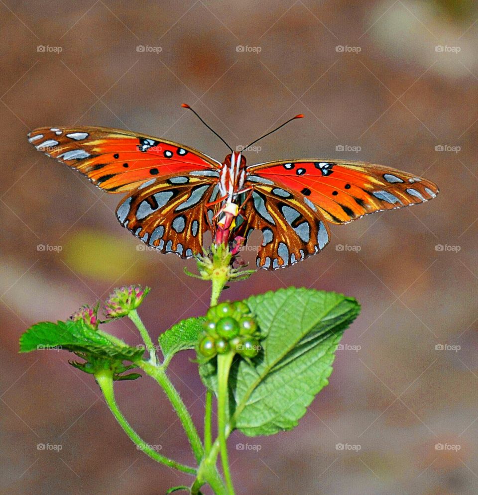 Beautiful butterfly 