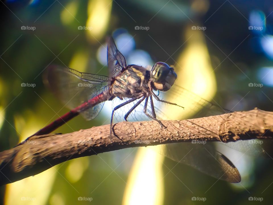 Red tail dragonfly