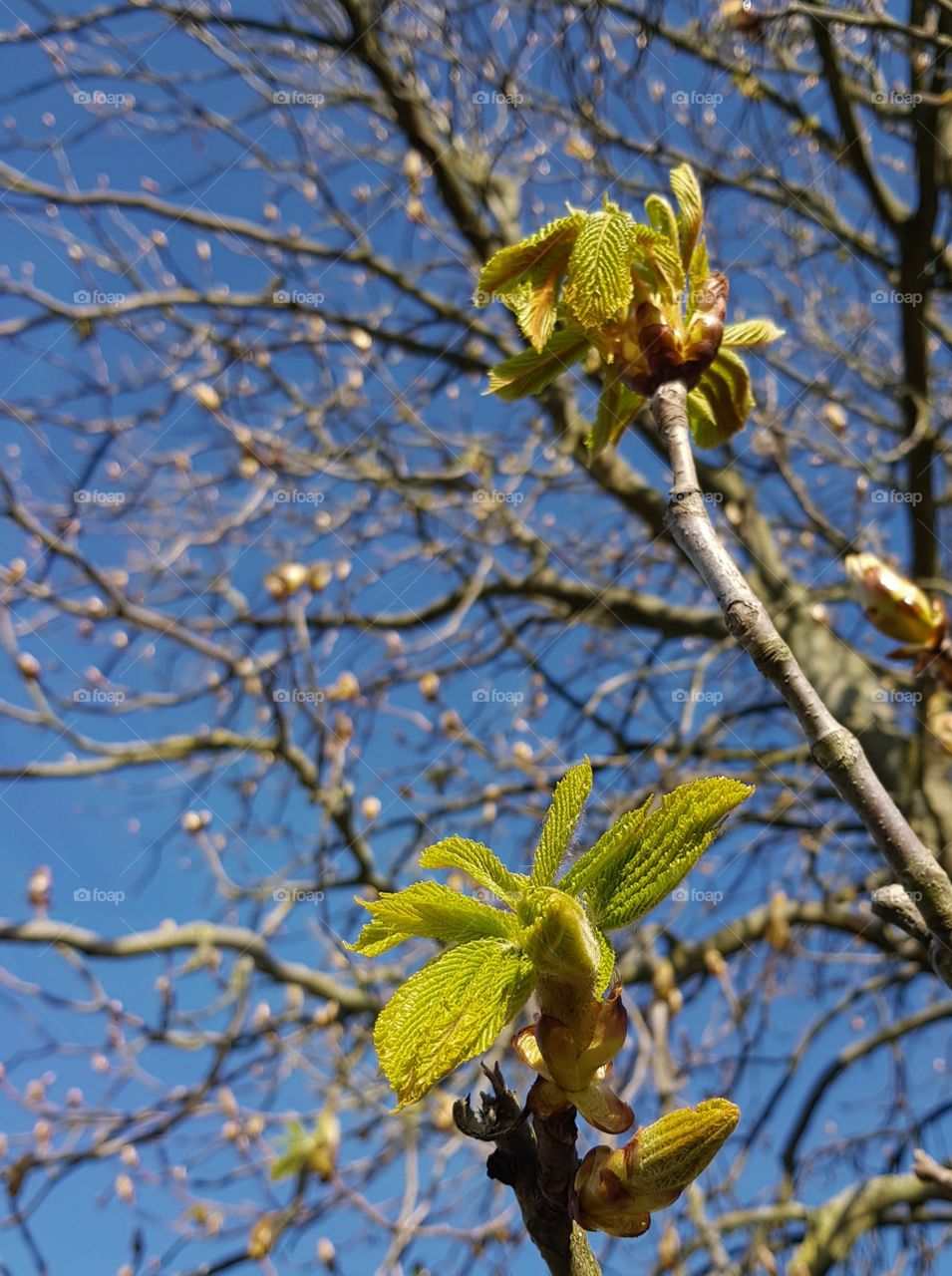 young leaves with blue sky