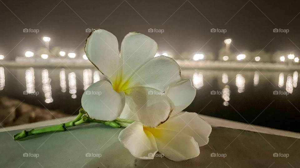 White flowers 