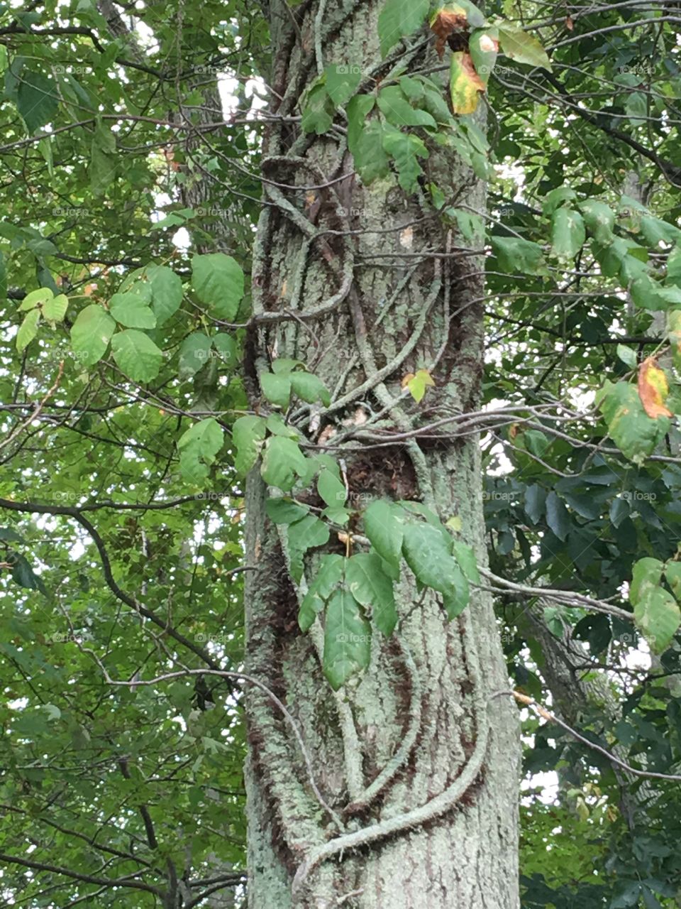 Tree in woods with amazing vine root system.