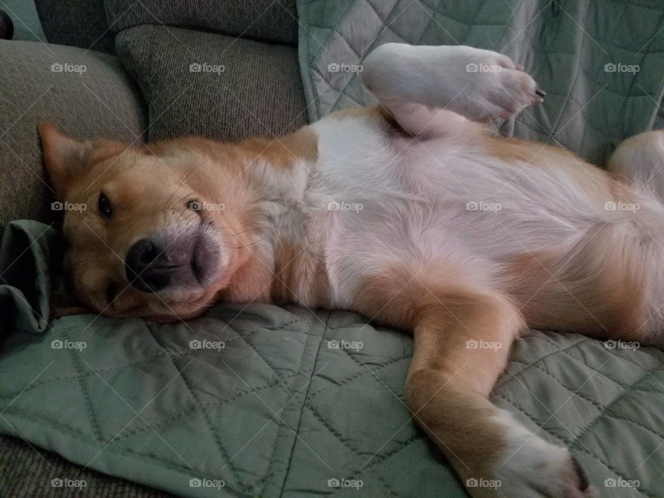 Bella Shiba Inu Mix With Sheltie