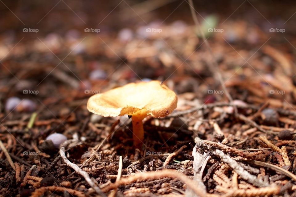 Spotted on Sedona trail