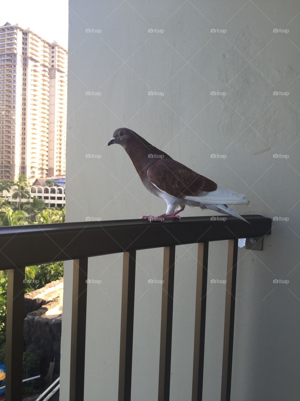 Bird, No Person, Pigeon, Outdoors, Window