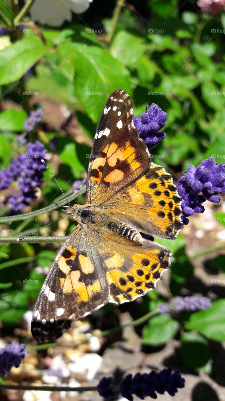 painted lady butterfly