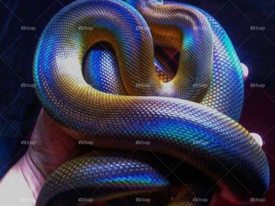 Beautiful snake view 