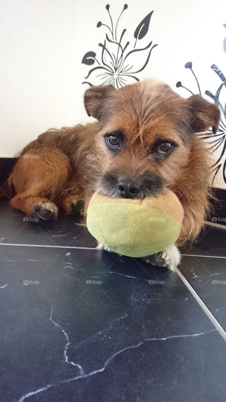 cute dog with a Ball