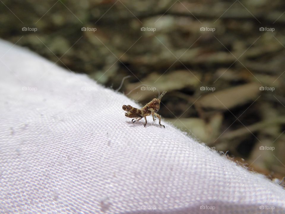 Super small grasshopper, less than quarter inch in size in macro
