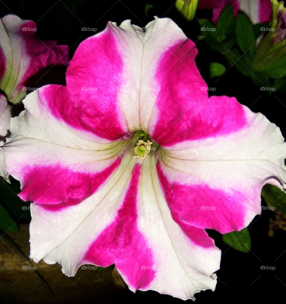 shiney flower with colour