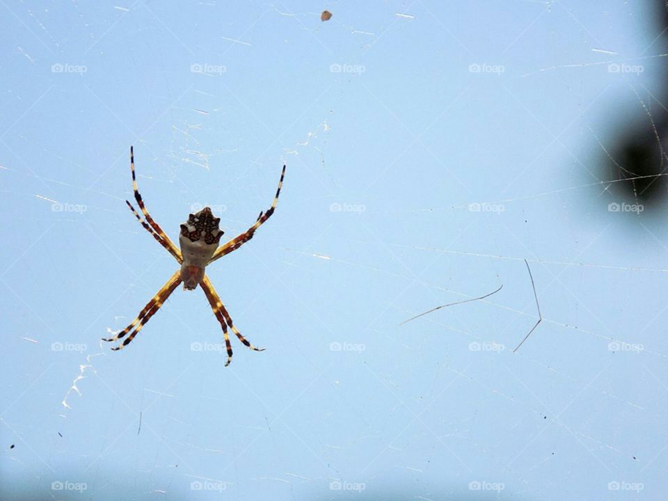 spider in the sky