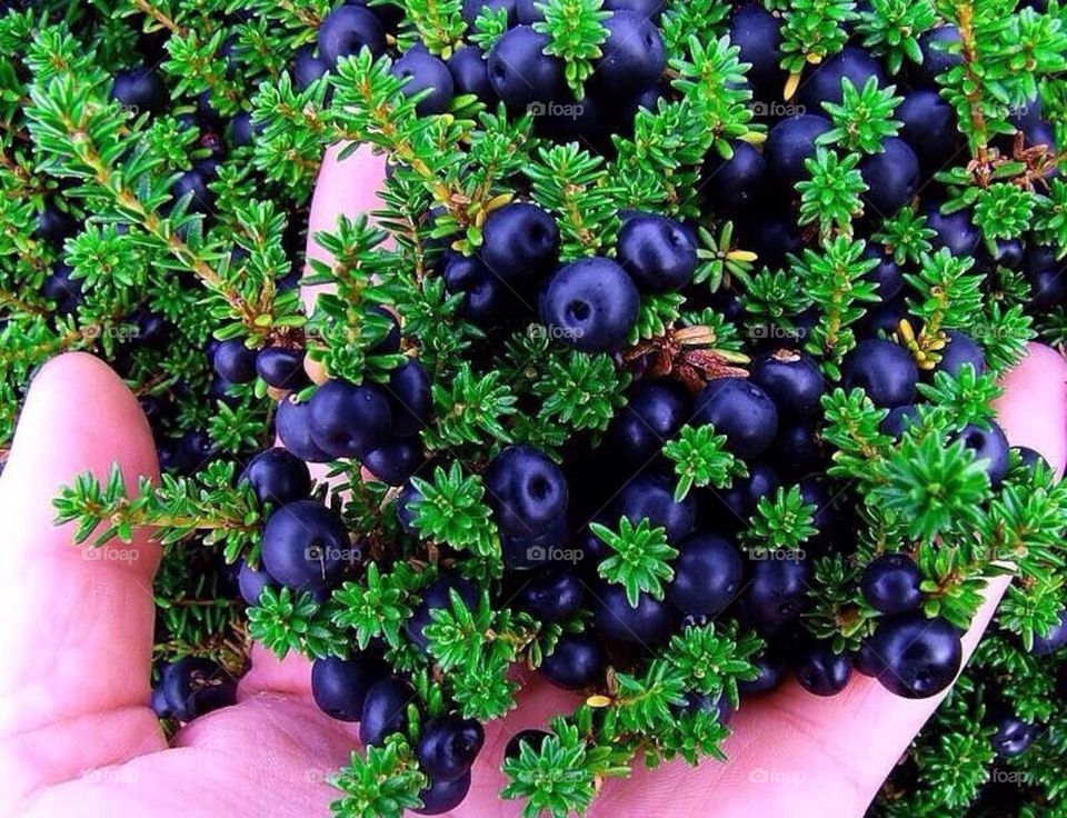 Красавица голубика