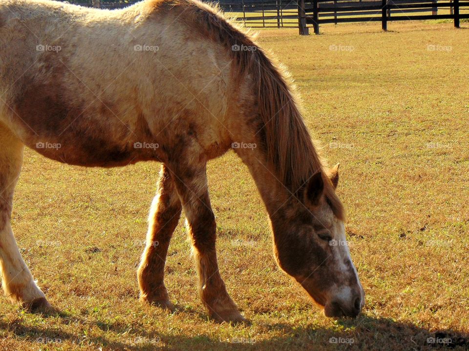 A happy grazing horse on a beautiful Sunday afternoon.