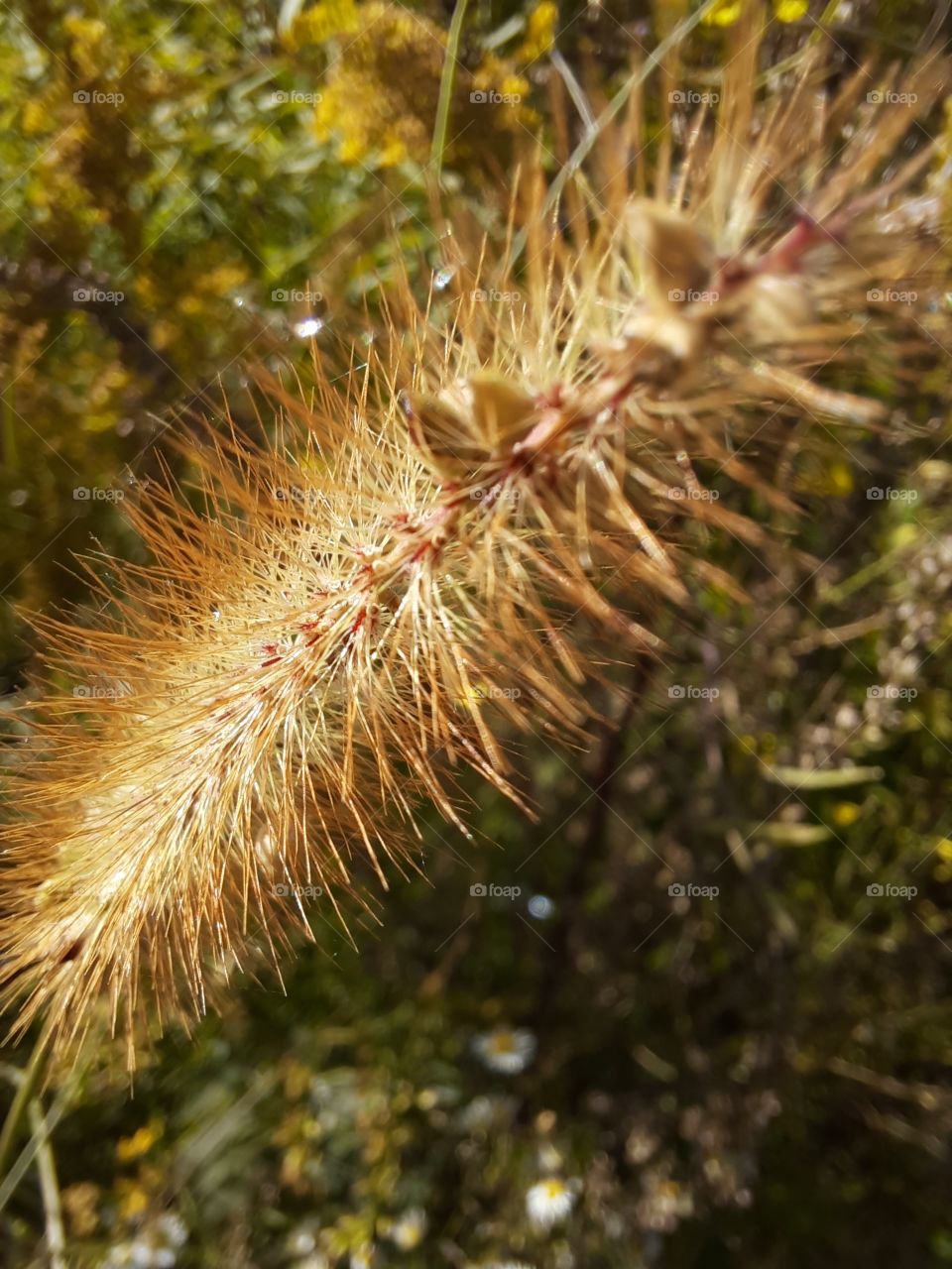 wild grass seeds