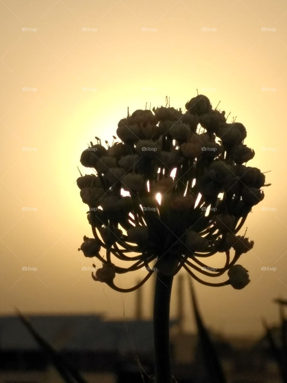 onion flower shot close-up . they look like a big tree because opposite side sun and weather evening that's perfect beautiful nature.