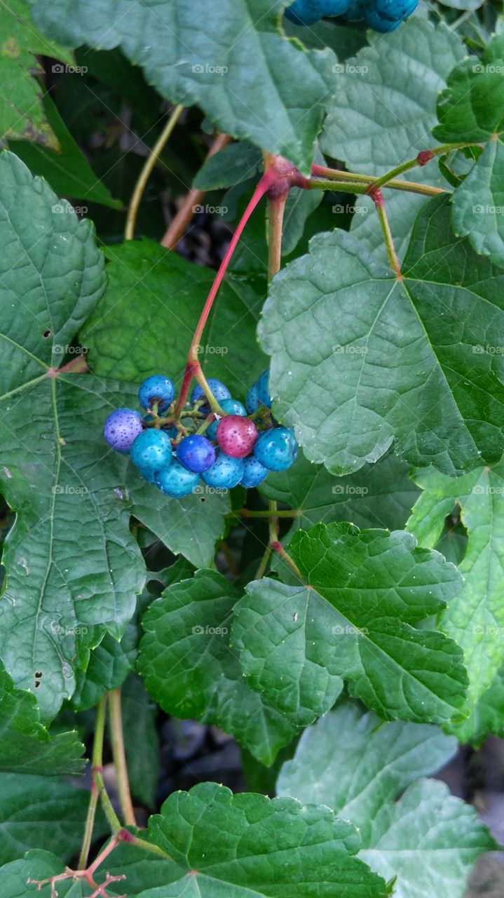 Porcelain Grape Berry