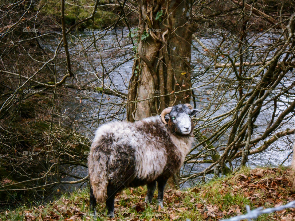 A sheep with glowing eyes by a river