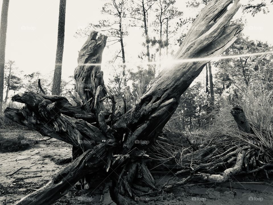 Driftwood Shinning