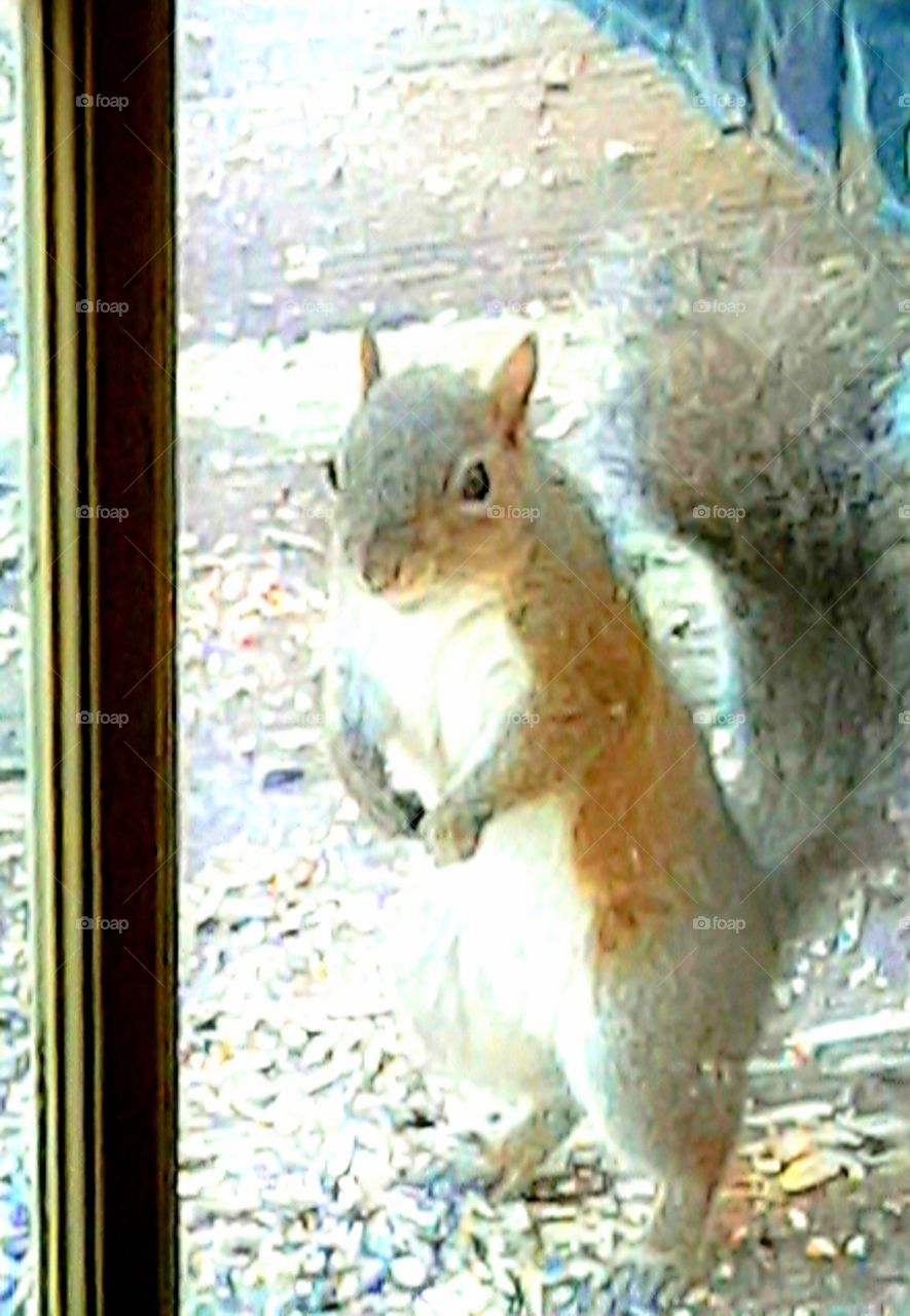 looking for breakfast