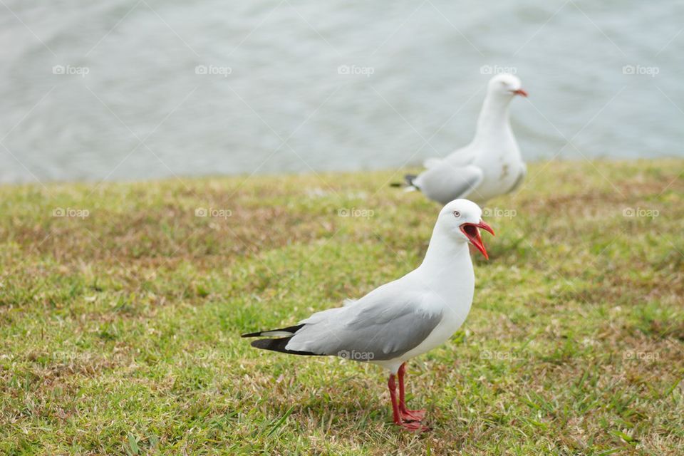 Seagull begging for food