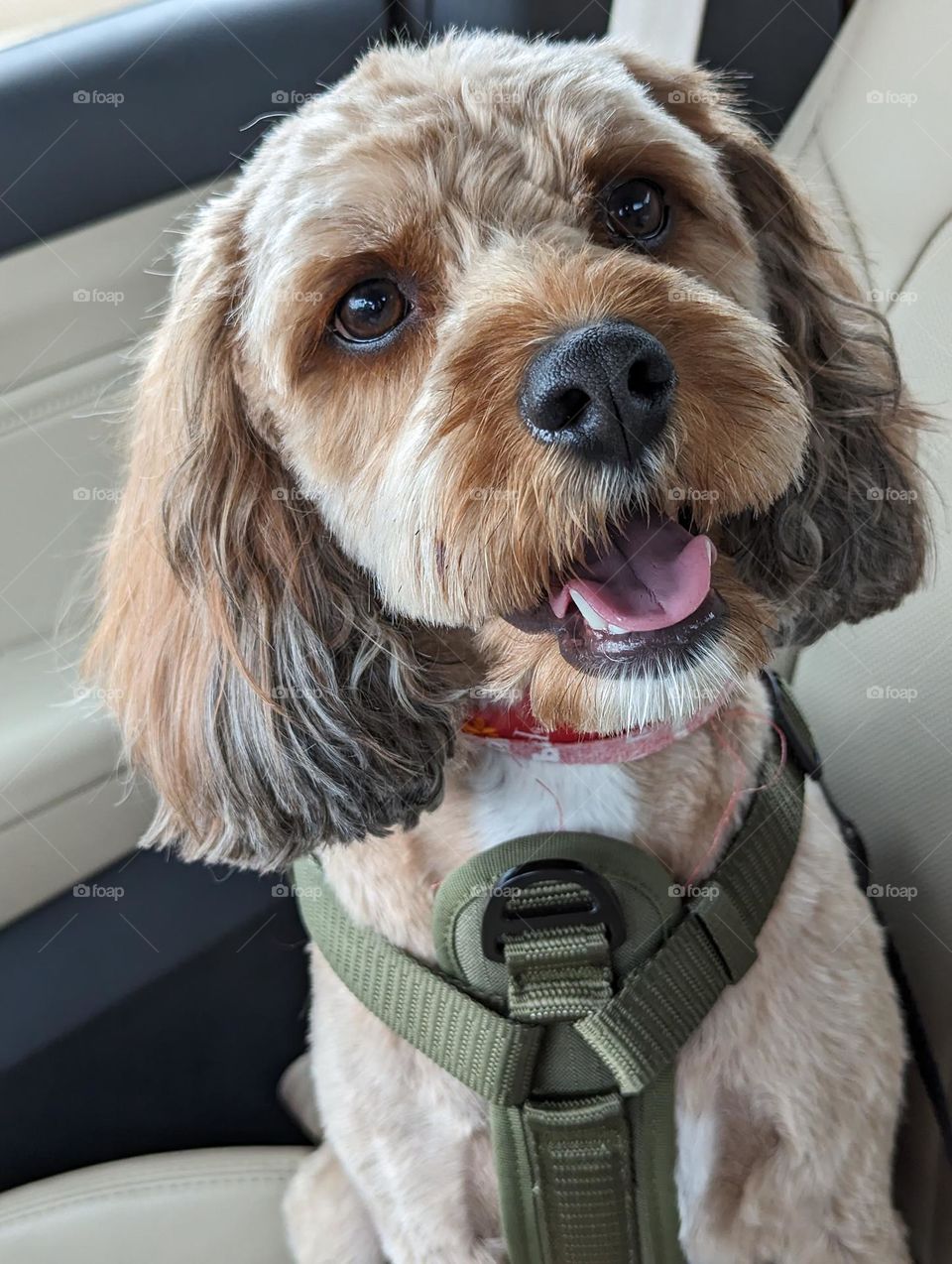 Back From The Groomers - Summer Cut