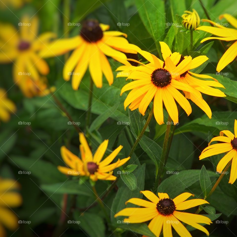 Yellow flowers. Yellow flowers