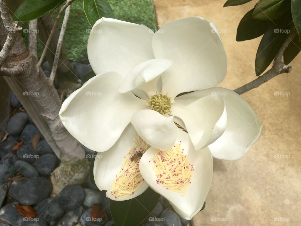 Foap Mission Crazy Plant People! Giant Magnolia Bloom With a Bee Along for the Ride.