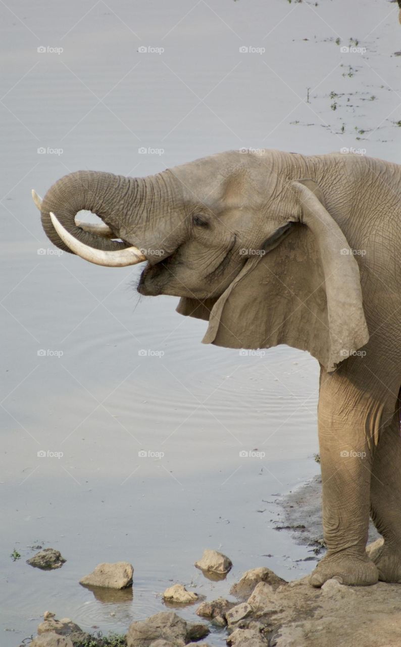 A gentle giant drinking water at the watering hole in Kavinga 