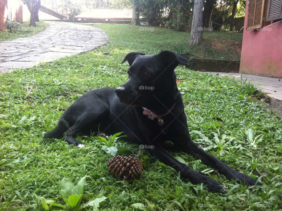 Cão na grama com pinha