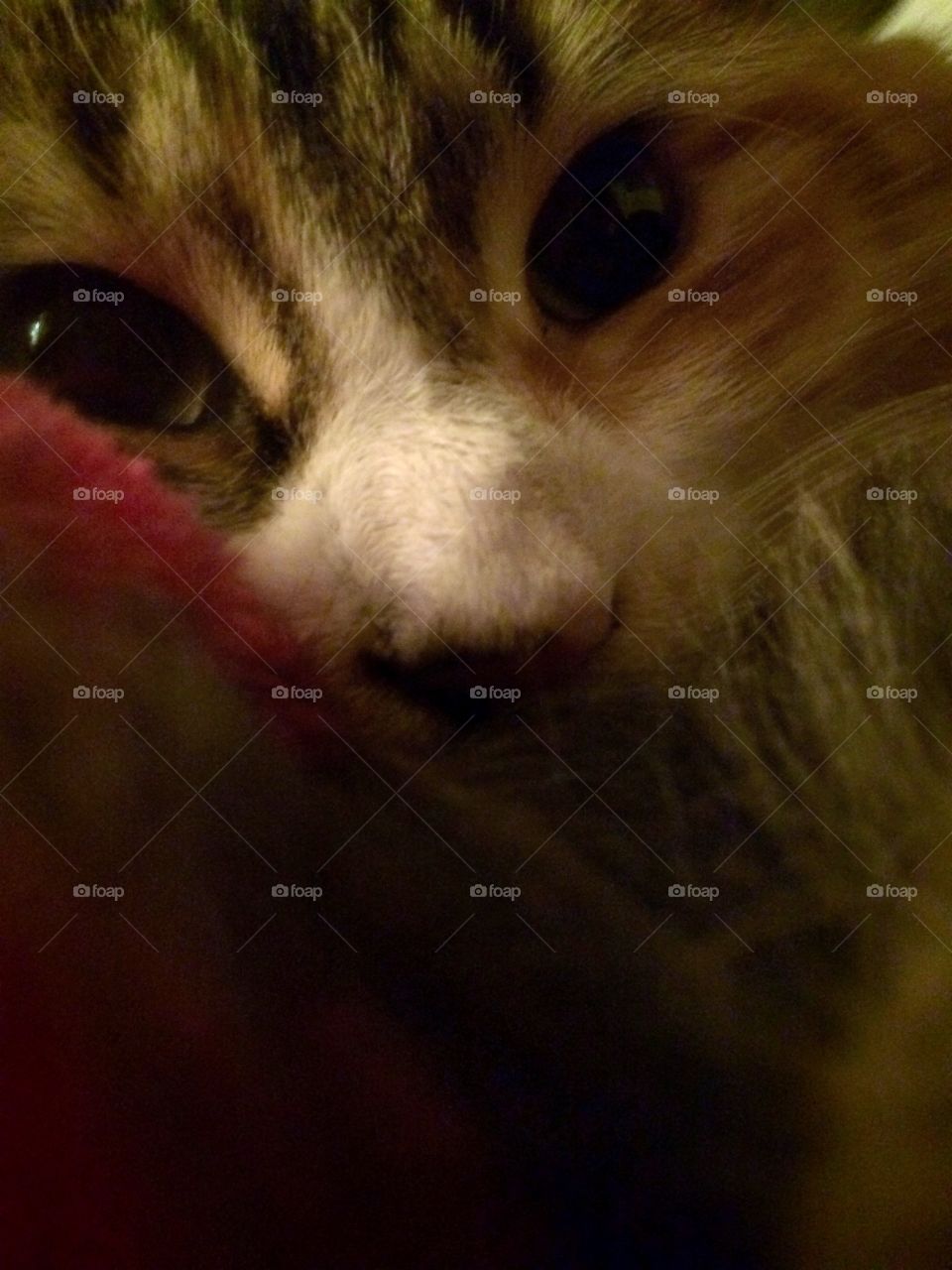 Up close macro kitty 