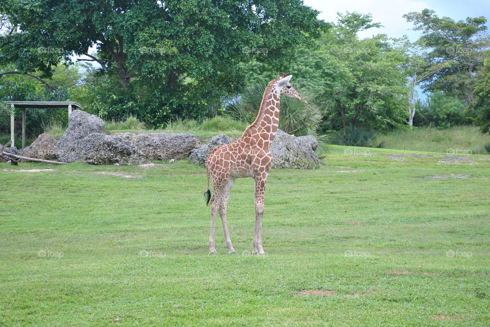 Cute baby giraffe at the zoo in Miami