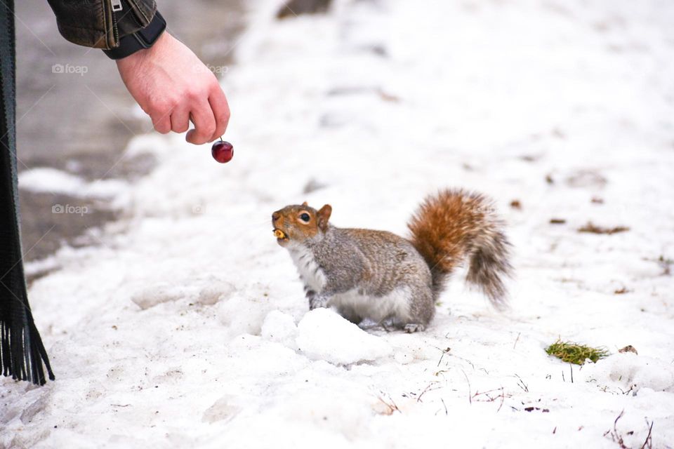 A squirrel in the wild in Boston 