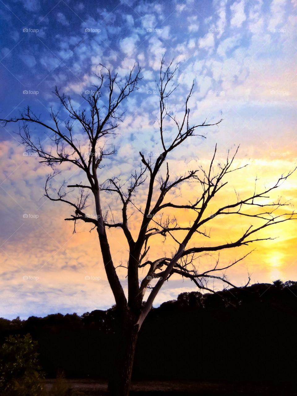 Bare Tree Reaching Out To The Sunset