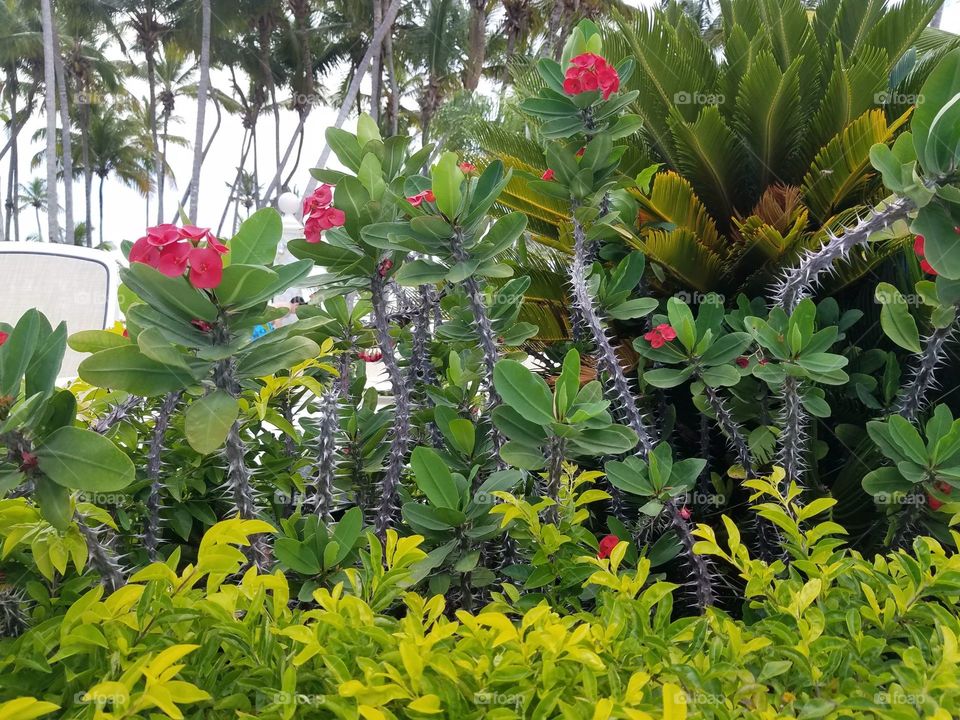 every flower has its....thorn?