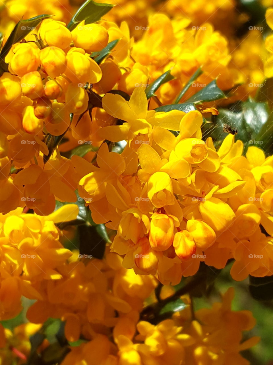 orange flowers