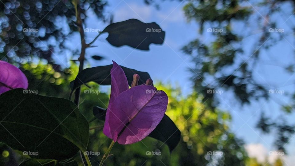 picture of an exotic flower in the beautiful island of Jamaica. this was taken on a rather warm Thursday morning.