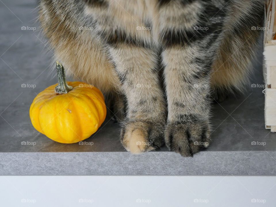 Pumpkin and paws