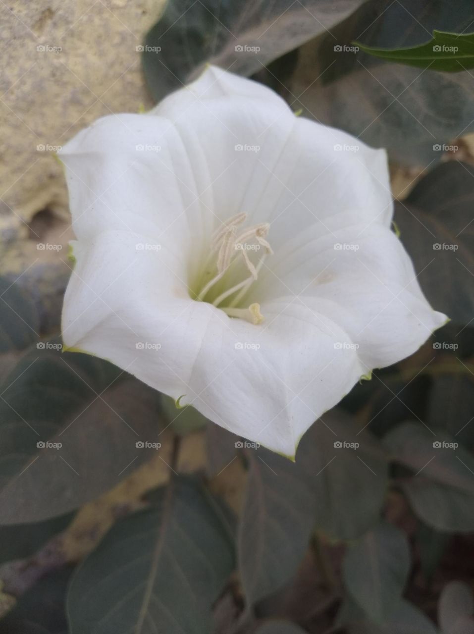 the Datura Flower white in colour looks very beautiful generally found everywhere fresh seasonal very poisonous species