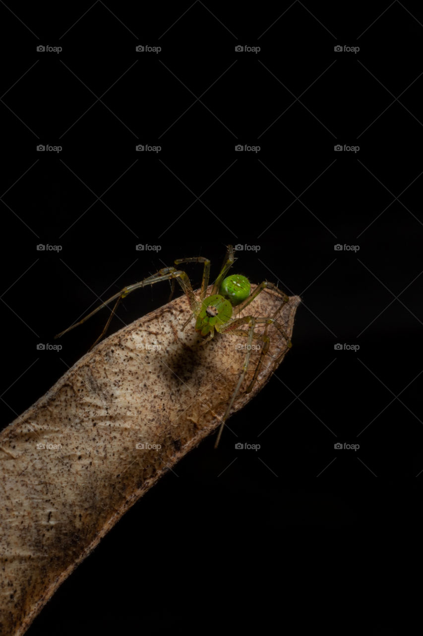 Tiny green spider