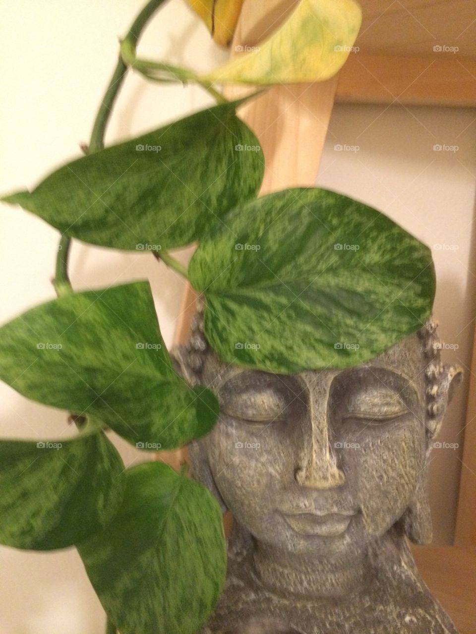 Buddha leaf