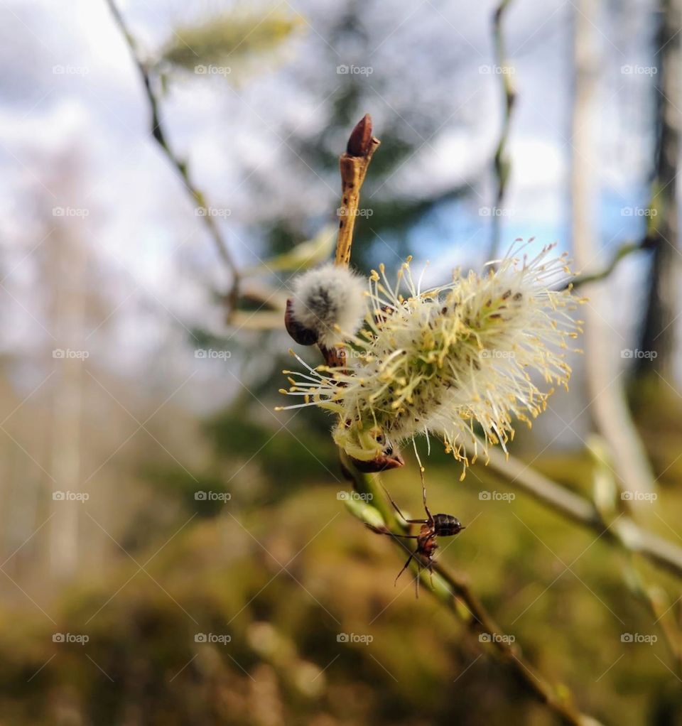 An ant hangs with one foot on the branch 🌿 🐜